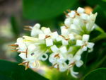 Privet